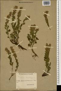 Teucrium chamaedrys L., Caucasus, Stavropol Krai, Karachay-Cherkessia & Kabardino-Balkaria (K1b) (Russia)