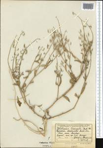 Goldbachia laevigata (M.Bieb.) DC., Middle Asia, Kopet Dag, Badkhyz, Small & Great Balkhan (M1) (Turkmenistan)