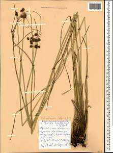 Scirpoides holoschoenus (L.) Soják, Caucasus, Krasnodar Krai & Adygea (K1a) (Russia)