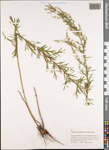 Artemisia mandschurica (Kom.) Kom., Siberia, Russian Far East (S6) (Russia)