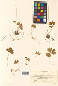 Coptidium lapponicum (L.) Á. Löve & D. Löve, Siberia, Russian Far East (S6) (Russia)