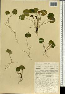 Viola variegata Fisch. ex Link, Mongolia (MONG) (Mongolia)