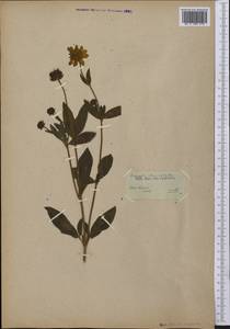 Coreopsis lanceolata L., America (AMER)