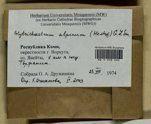 Polytrichastrum alpinum (Hedw.) G.L. Sm., Bryophytes, Bryophytes - European North East (B7) (Russia)