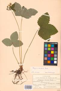 Fragaria moschata Duchesne, Eastern Europe, Moscow region (E4a) (Russia)