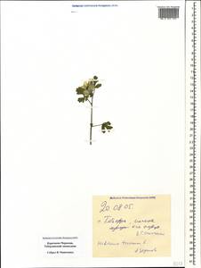Hibiscus trionum L., Caucasus, Stavropol Krai, Karachay-Cherkessia & Kabardino-Balkaria (K1b) (Russia)