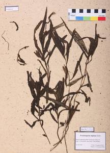 Potamogeton alpinus Balb., Siberia, Altai & Sayany Mountains (S2) (Russia)