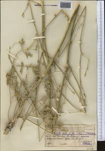 Seseli eriocephalum (Pall. ex Spreng.) Schischk., Middle Asia, Western Tian Shan & Karatau (M3) (Kazakhstan)