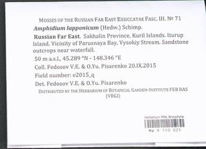 Amphidium lapponicum (Hedw.) Schimp., Bryophytes, Bryophytes - Russian Far East (excl. Chukotka & Kamchatka) (B20) (Russia)