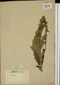 Campanula bononiensis L., Eastern Europe, Rostov Oblast (E12a) (Russia)