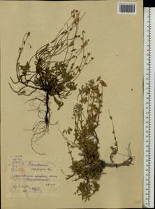 Helianthemum rupifragum A. Kerner, Eastern Europe, Lower Volga region (E9) (Russia)