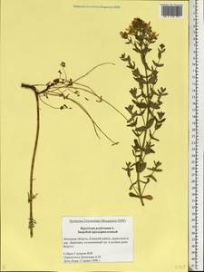 Hypericum perforatum, Eastern Europe, Central forest-and-steppe region (E6) (Russia)