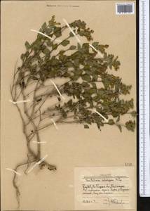 Scutellaria adsurgens Popov, Middle Asia, Western Tian Shan & Karatau (M3) (Uzbekistan)