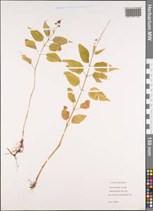 Circaea lutetiana L., Siberia, Altai & Sayany Mountains (S2) (Russia)