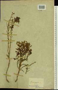 Anabasis aphylla L., Eastern Europe, Lower Volga region (E9) (Russia)