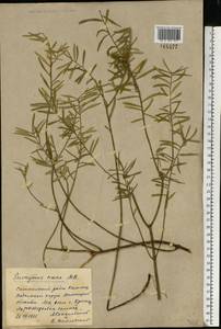 Euonymus nanus M. Bieb., Eastern Europe, North Ukrainian region (E11) (Ukraine)