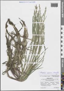 Glyceria notata Chevall., Eastern Europe, Middle Volga region (E8) (Russia)