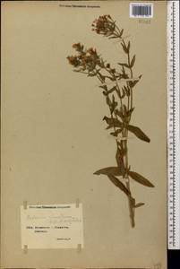 Centaurium tenuiflorum, Caucasus, Georgia (K4) (Georgia)