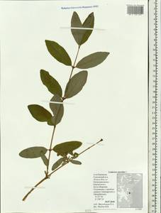 Lonicera caerulea, Siberia, Chukotka & Kamchatka (S7) (Russia)