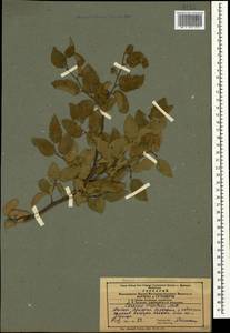 Carpinus orientalis Mill., Caucasus, Azerbaijan (K6) (Azerbaijan)