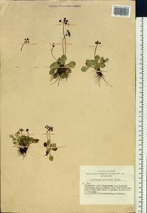 Micranthes melaleuca (Fischer) Losinsk., Siberia, Altai & Sayany Mountains (S2) (Russia)