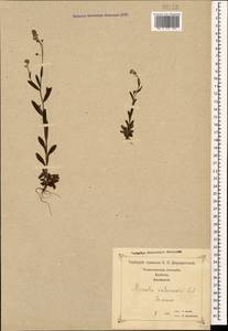 Myosotis arvensis (L.) Hill, Caucasus, Georgia (K4) (Georgia)