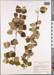 Populus tremula L., Siberia, Russian Far East (S6) (Russia)