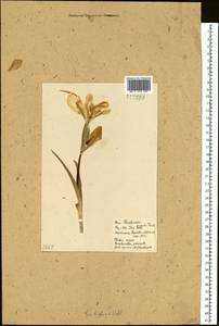 Iris ensata Thunb., Siberia, Baikal & Transbaikal region (S4) (Russia)