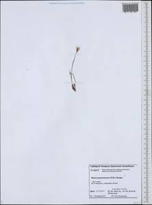 Braya purpurascens (R.Br.) Bunge ex Ledeb., Siberia, Western Siberia (S1) (Russia)