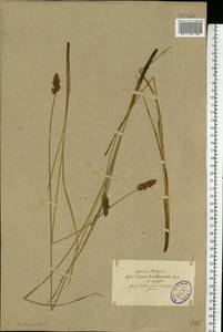 Carex diandra Schrank, Eastern Europe, North-Western region (E2) (Russia)