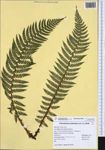 Polystichum aculeatum (L.) Roth, Western Europe (EUR) (Italy)