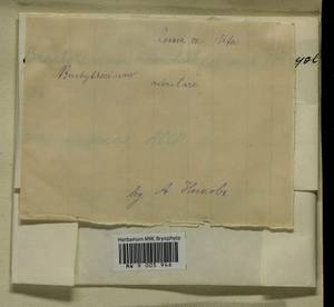 Brachythecium rivulare Schimp., Bryophytes, Bryophytes - South Urals (B14) (Russia)