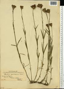 Dianthus giganteiformis borb., Eastern Europe, West Ukrainian region (E13) (Ukraine)