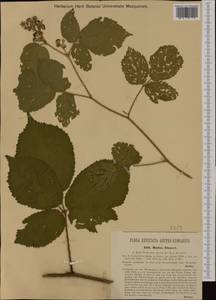 Rubus ebneri, Western Europe (EUR) (Hungary)