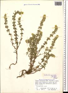 Sideritis montana subsp. montana, Caucasus, North Ossetia, Ingushetia & Chechnya (K1c) (Russia)