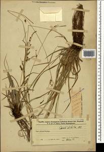 Carex diluta M.Bieb., Caucasus, Azerbaijan (K6) (Azerbaijan)