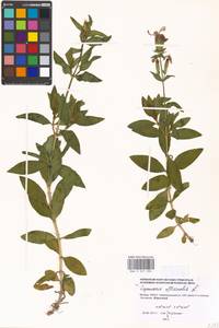 Saponaria officinalis L., Eastern Europe, Moscow region (E4a) (Russia)