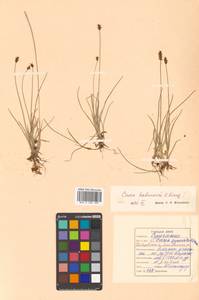 Carex parallela (Laest.) Sommerf., Siberia, Russian Far East (S6) (Russia)