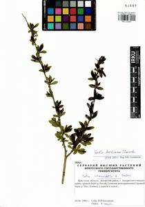 Salix kochiana Trautv., Siberia, Baikal & Transbaikal region (S4) (Russia)