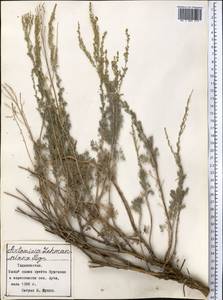 Artemisia, Middle Asia, Pamir & Pamiro-Alai (M2) (Tajikistan)
