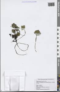 Trapa incisa Siebold & Zucc., Siberia, Russian Far East (S6) (Russia)