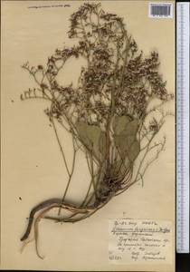 Limonium ferganense Ikonn.-Gal., Middle Asia, Pamir & Pamiro-Alai (M2) (Kyrgyzstan)