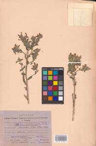 MHA 0 153 811, Onosma tinctoria M. Bieb., Middle Asia, Caspian Ustyurt & Northern Aralia (M8) (Kazakhstan)
