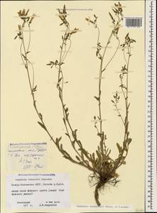 Campanula sibirica subsp. hohenackeri (Fisch. & C.A.Mey.) Damboldt, Caucasus, North Ossetia, Ingushetia & Chechnya (K1c) (Russia)