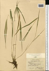 Leersia oryzoides (L.) Sw., Eastern Europe, Central region (E4) (Russia)