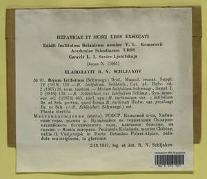 Ptychostomum schleicheri var. latifolium (Schwägr.) D. Bell & Holyoak, Bryophytes, Bryophytes - Karelia, Leningrad & Murmansk Oblasts (B4) (Russia)