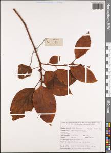 Ficus chapaensis Gagnep., South Asia, South Asia (Asia outside ex-Soviet states and Mongolia) (ASIA) (Vietnam)