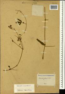 Clematis orientalis L., Caucasus (no precise locality) (K0)