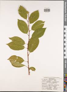 Prunus cerasus subsp. cerasus, Eastern Europe, Central region (E4) (Russia)