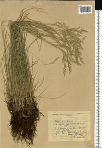 Festuca rubra L., Eastern Europe, North Ukrainian region (E11) (Ukraine)